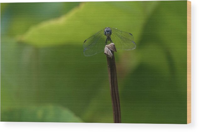 Dragonfly Wood Print featuring the photograph Vigilance by Holly Ross
