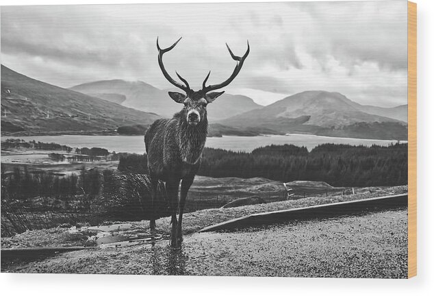 Stag Wood Print featuring the photograph Wet Stag - Scotland #1 by Mountain Dreams