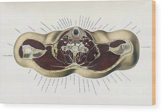 Science Wood Print featuring the photograph Topographisch-anatomischer, Braune, 1872 #17 by Science Source