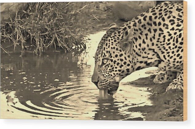 Leopard Wood Print featuring the photograph Lapping Leopard #3 by Gini Moore