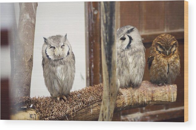 Kobe Animal Kingdom Wood Print featuring the photograph Owl #3 by Takaaki Yoshikawa