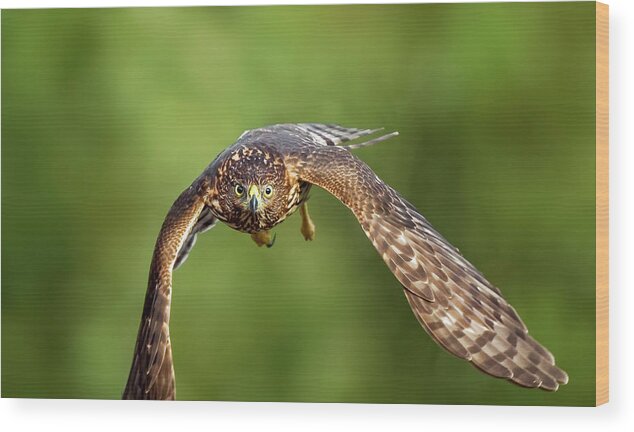 Amelia Island Wood Print featuring the photograph Red-Tailed Hawk #5 by Peter Lakomy
