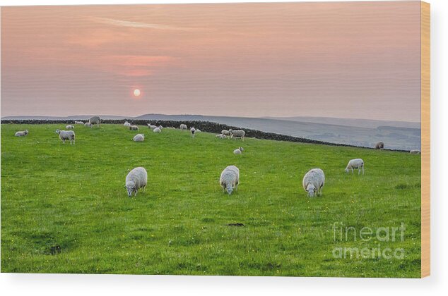 Airedale Wood Print featuring the photograph Sheep by Mariusz Talarek