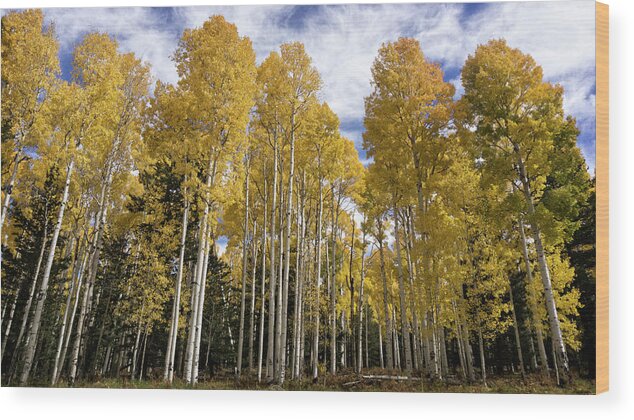 Autumn Wood Print featuring the photograph A Golden Forest of Aspens by Saija Lehtonen