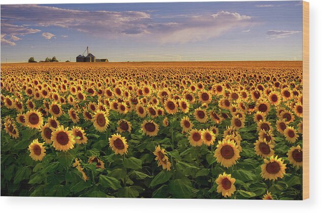 Aster Wood Print featuring the photograph A Summer Evening In Rural Colorado by John De Bord