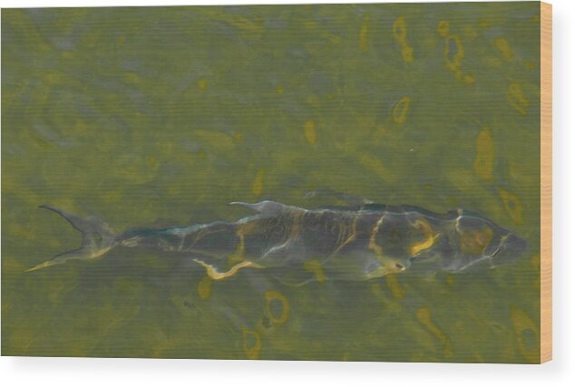 Fish Tarpon Reflection Water Wild Wood Print featuring the photograph Abstract Fish 2 by Carolyn D'Alessandro
