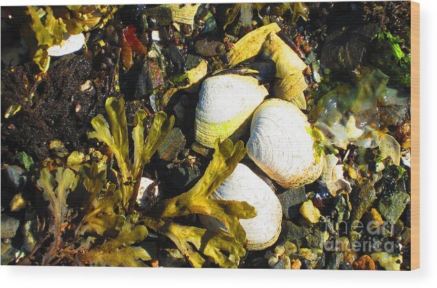Ketchikan Wood Print featuring the photograph Alaska clams by Laurianna Taylor