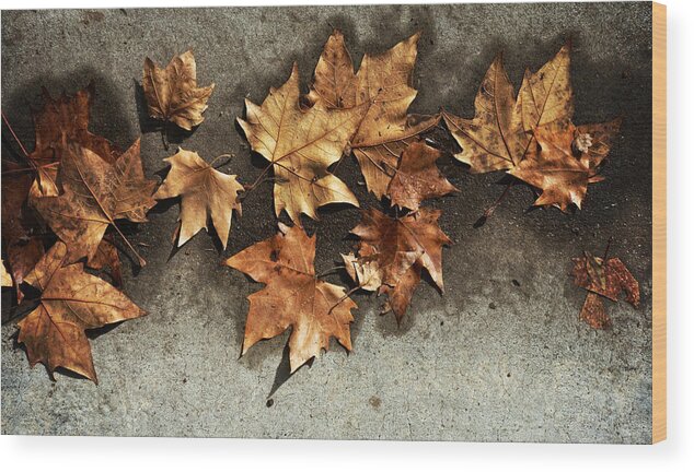 Leaves Wood Print featuring the photograph All The Leaves Are Brown by Wayne Sherriff