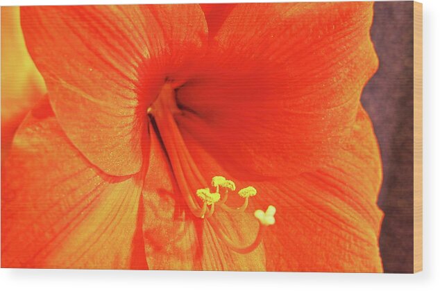Amaryllis Wood Print featuring the photograph Amaryllis by Allen Nice-Webb