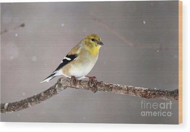 Birds Wood Print featuring the photograph American Goldfinch 5 by Jamie Smith