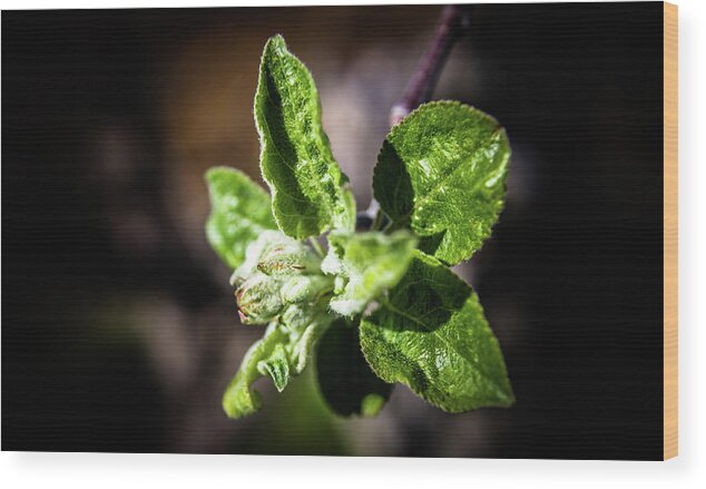 Apple Wood Print featuring the photograph Apple Blossom by Thomas Nay