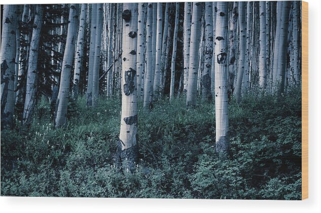 Asdpen Wood Print featuring the photograph Aspen Forest Trees II by John De Bord