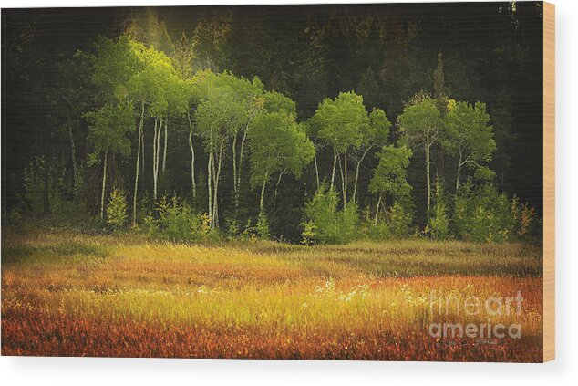 Aib_2012_# 0060_nw Wood Print featuring the photograph Aspen Grove by Craig J Satterlee