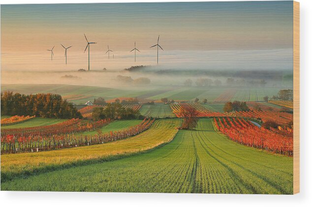 Landscape Wood Print featuring the photograph Autumn Atmosphere In Vineyards by Matej Kovac