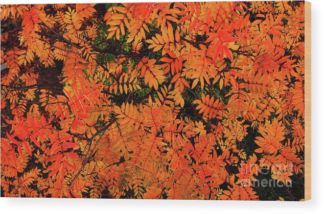  Wood Print featuring the digital art Autumn in Maple Creek by Darcy Dietrich