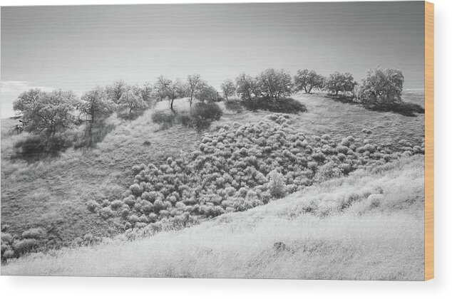 San Diego Wood Print featuring the photograph Backlit Oaks and Grasses - Infrared by Alexander Kunz