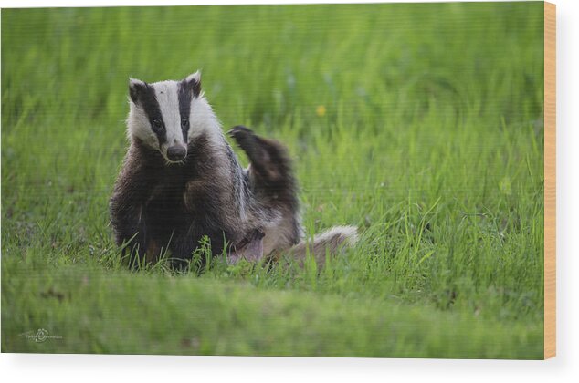 Badger Wood Print featuring the photograph Badger scratching his back by Torbjorn Swenelius