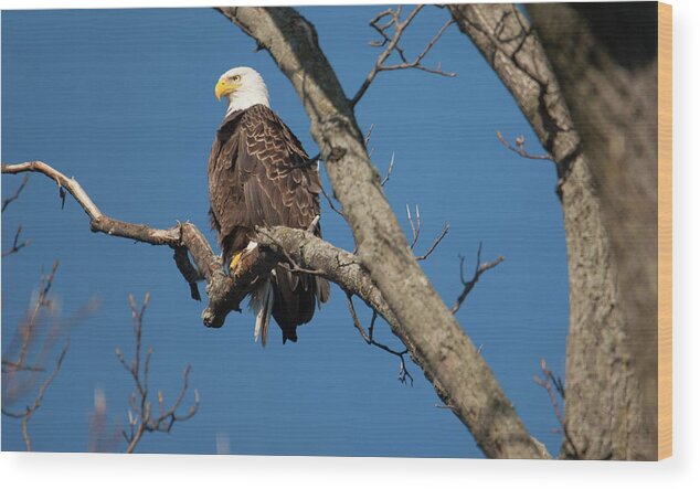 Eagle Wood Print featuring the photograph Bald Eagle by Elsa Santoro
