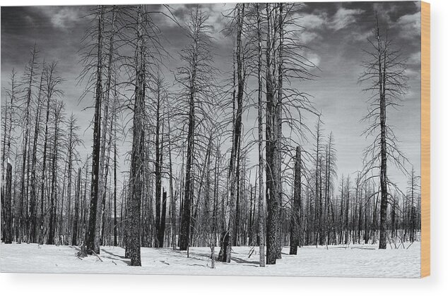 Bare Wood Print featuring the photograph Bare Forest by Nicholas Blackwell