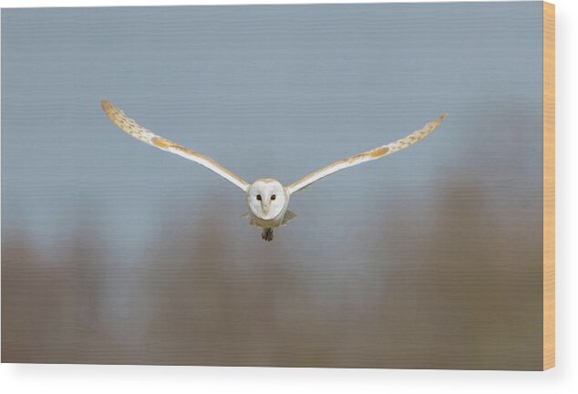 Barn Owl Wood Print featuring the photograph Barn Owl Sculthorpe Moor by Pete Walkden