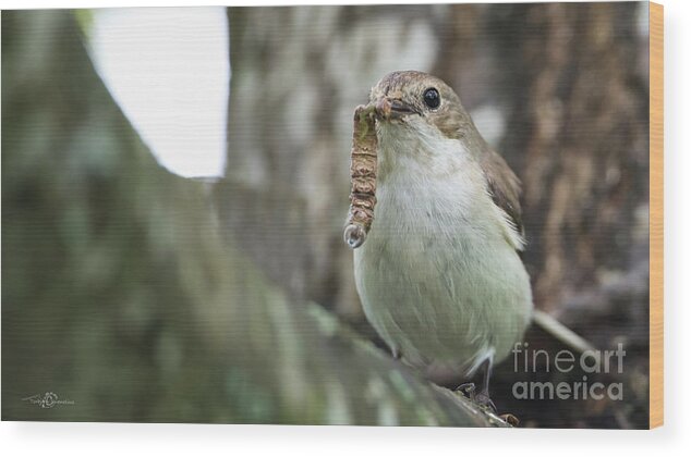 Pied Flycatcher Wood Print featuring the photograph Big Meal by Torbjorn Swenelius
