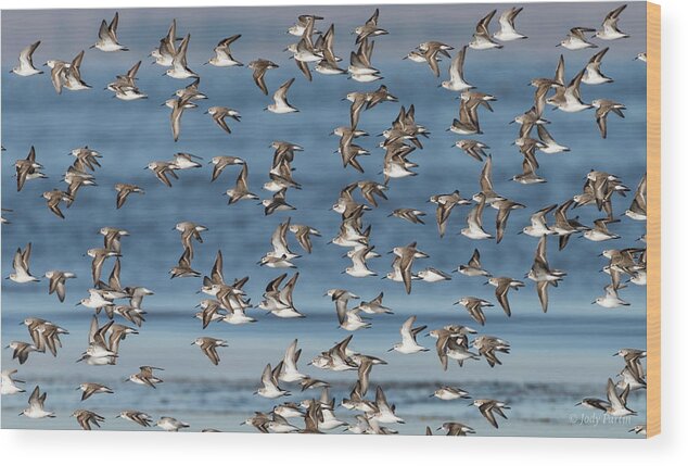 Bird Wood Print featuring the photograph Birds of a Feather by Jody Partin