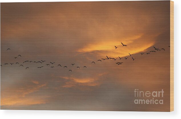 Sunsets Wood Print featuring the photograph Birds Over San Miguel De Allende by John Kolenberg