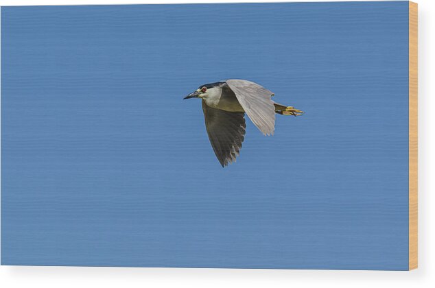 Flight Wood Print featuring the photograph Black-Crowned Night Heron by Yeates Photography
