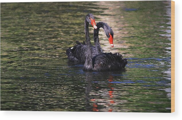 Black Swan Wood Print featuring the photograph Black Swans II by Carol Montoya