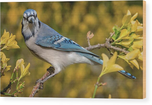 Alexandria Wood Print featuring the photograph Blue Jay in Yellow Spring by Jim Moore