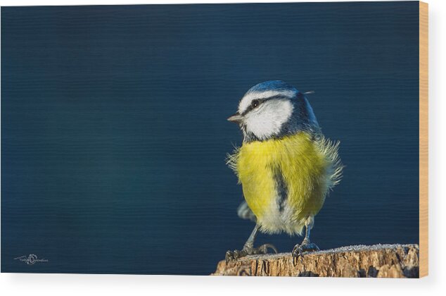 Blue On Blue Wood Print featuring the photograph Blue on Blue by Torbjorn Swenelius