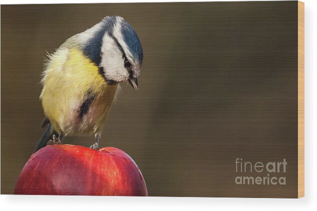 Bird Wood Print featuring the photograph Blue Tit Cyanistes caeruleus sat on a red apple looking down by Simon Bratt
