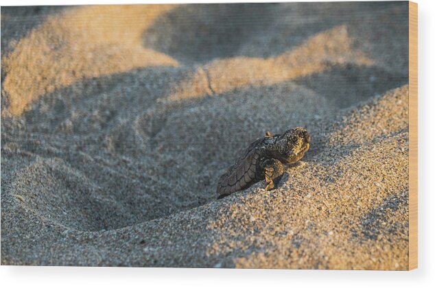 Florida Wood Print featuring the photograph Brave Beginnings Sea Turtle Hatchling Delray Beach Florida by Lawrence S Richardson Jr