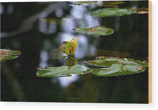 Lily Pad Wood Print featuring the photograph Butterfly Lily Pad by Jeanette C Landstrom