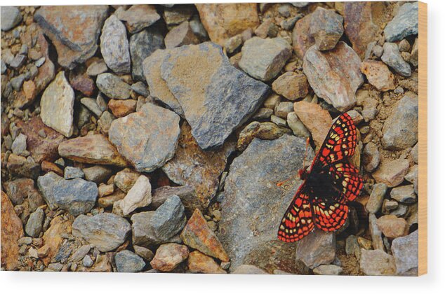 California Wood Print featuring the photograph Butterfly on the Rocks Yosemite by Lawrence S Richardson Jr