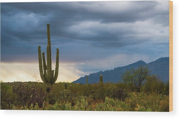 Arizona Wood Print featuring the photograph Cactus Sunset Saguaro National Park Arizona by Lawrence S Richardson Jr