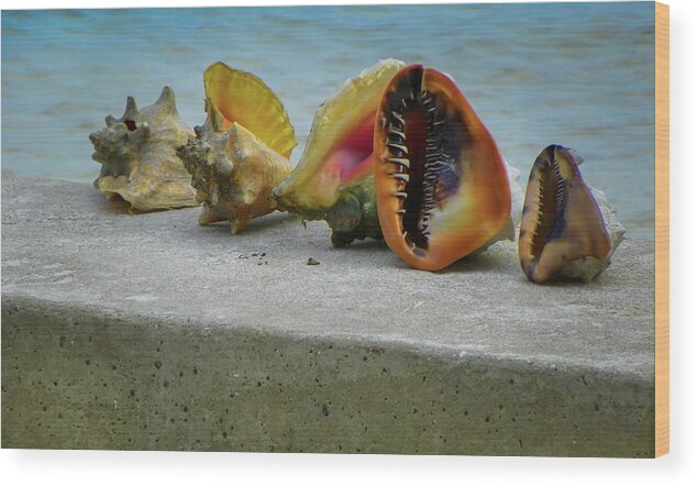 Conch Shells Wood Print featuring the photograph Caribbean Charisma by Karen Wiles