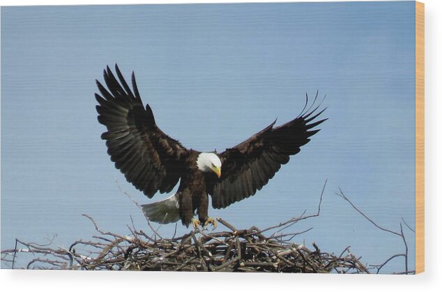 1000 Islands Wood Print featuring the photograph Cape Vincent Eagle by Dennis McCarthy