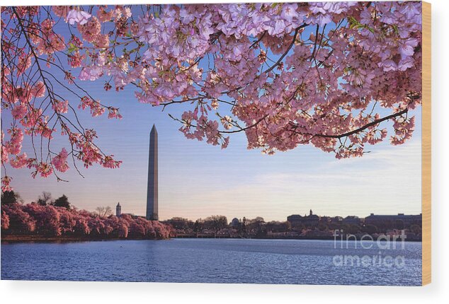 Pink Wood Print featuring the photograph Cheery Cherry DC by Olivier Le Queinec
