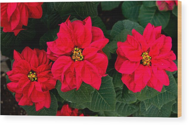 Christmas Wood Print featuring the photograph Christmas poinsettia triptych by Louis Dallara