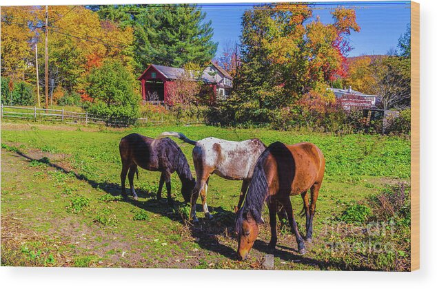 Fall Foliage Wood Print featuring the photograph Classic Vermont Scene by Scenic Vermont Photography
