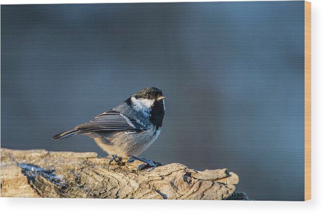 Coal Tit Wood Print featuring the photograph Coal Tit's Colors by Torbjorn Swenelius