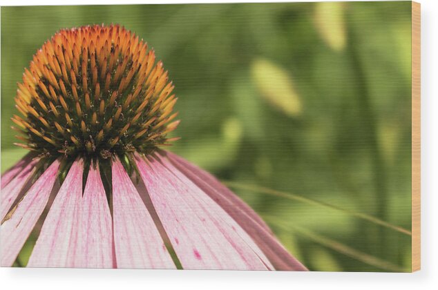 Wildflower Wood Print featuring the photograph Coneflower by Holly Ross