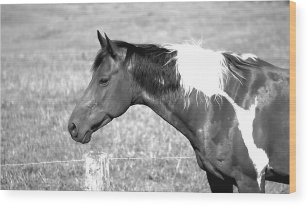 Landscape Wood Print featuring the photograph Country Horse in Black and White by Morgan Carter