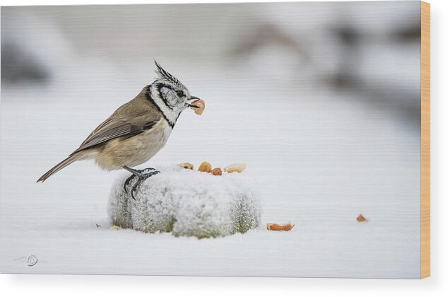 Crested Tit's Catch Wood Print featuring the photograph Crested Tit's catch a peanut by Torbjorn Swenelius