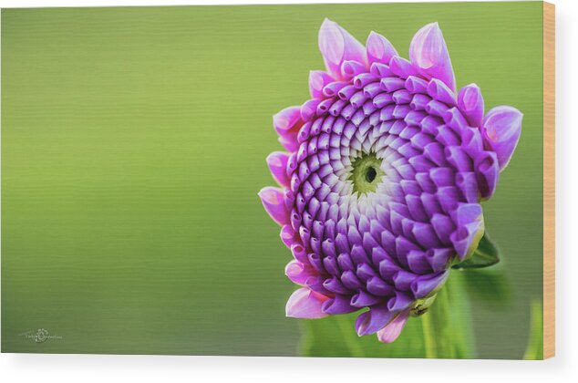 Dahlia Wood Print featuring the photograph Dahlia by Torbjorn Swenelius