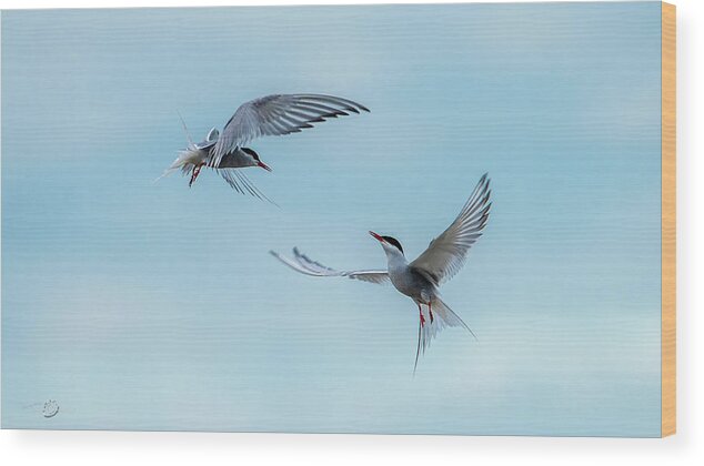 Flying Common Terns Wood Print featuring the photograph Dancing Terns by Torbjorn Swenelius