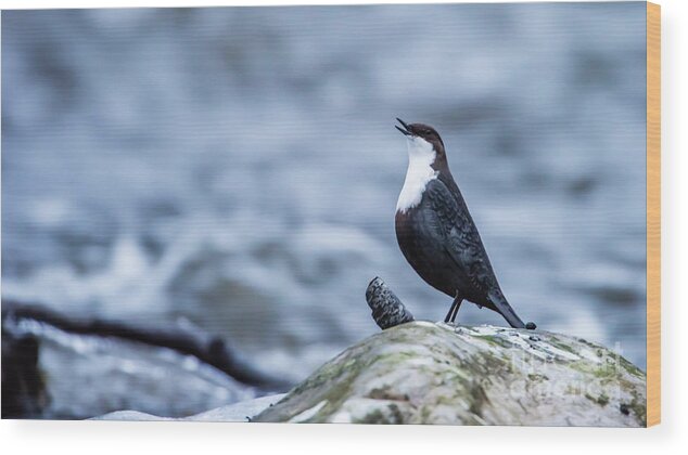 Dipper's Call Wood Print featuring the photograph Dipper's Call by Torbjorn Swenelius