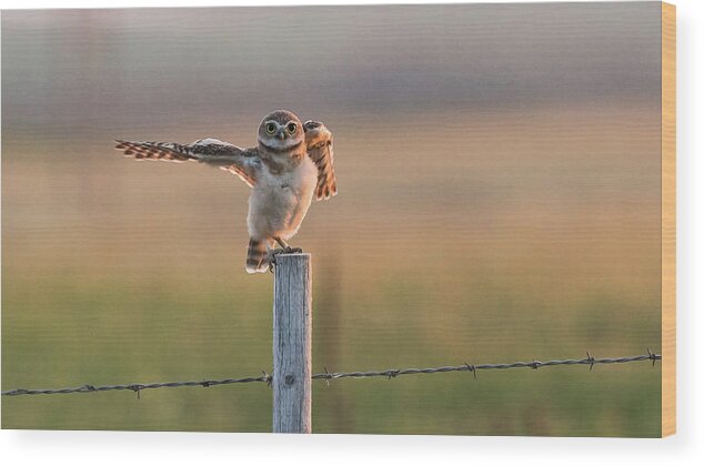 Owl Wood Print featuring the photograph Directing Owl Traffic by Yeates Photography