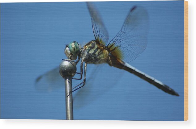 Flowers Wood Print featuring the photograph Dragonfly 1 by Maria Wall